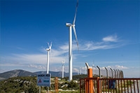 Розы Ветvов